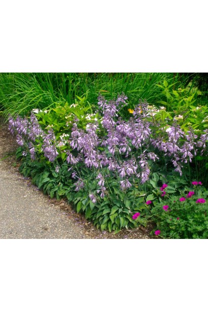  Хоста ланцетолиста в ландшафті